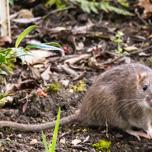 Springdale Pest Control | Rumble Pest Solutions